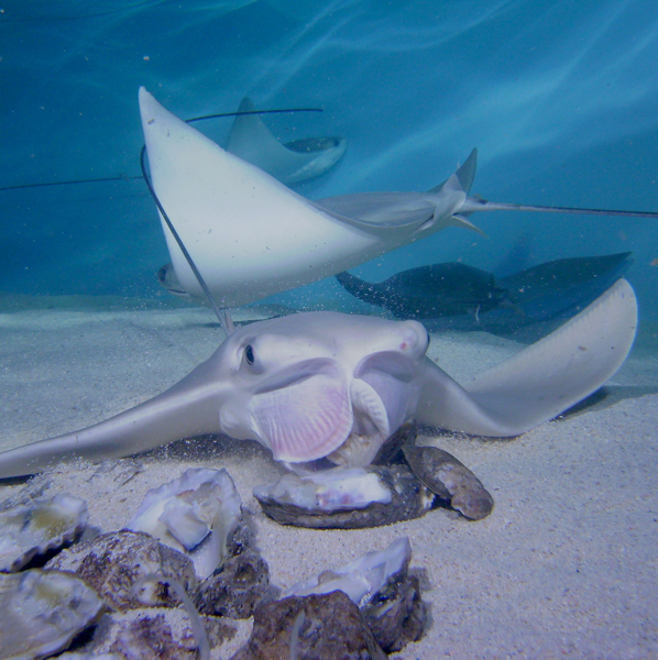 Cownose Ray Feeding