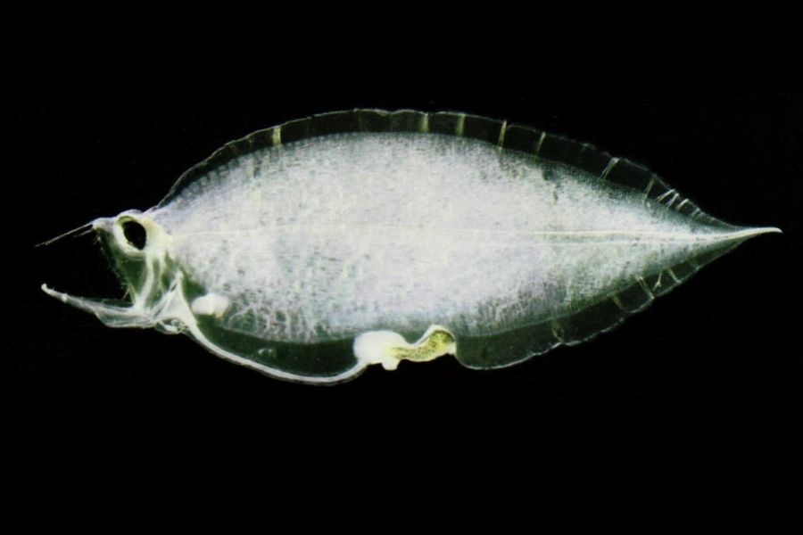 Pelican eel larva