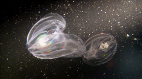 Comb Jelly