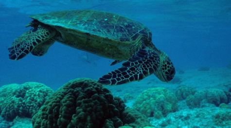 Green sea turtle