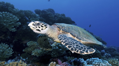 Hawksbill sea turtle