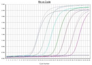 qPCR assay for {em}Karlodinium veneficum{/em}. The y-axis shows the level of fluorescence, which correlates to the concentration of {em}K. veneficum{/em} in the sample. © G. Scott)