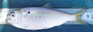 The Atlantic menhaden is the main prey item of ospreys in lower Chesapeake Bay.