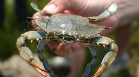 Callinectes sapidus