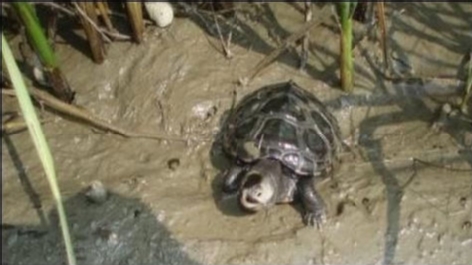 The Terrapin (Malaclemys terrapin)