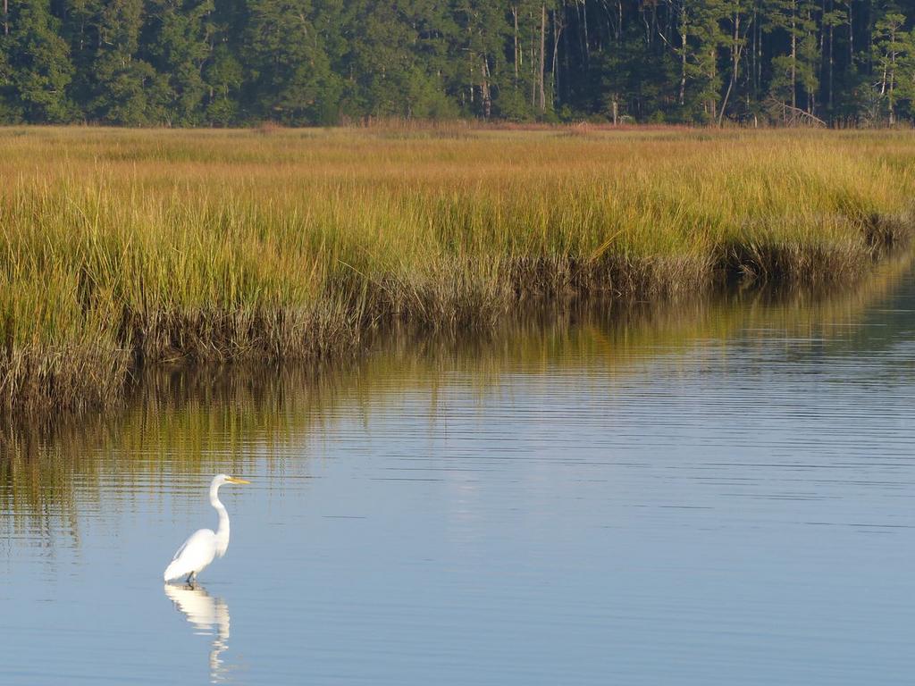 Wetland Infographic