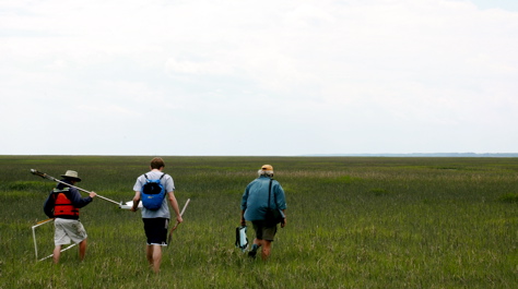 Salt Marsh Ecology