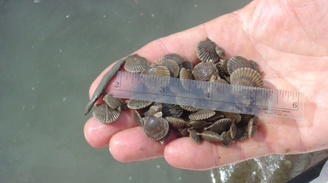 Restoring Bay Scallop Populations