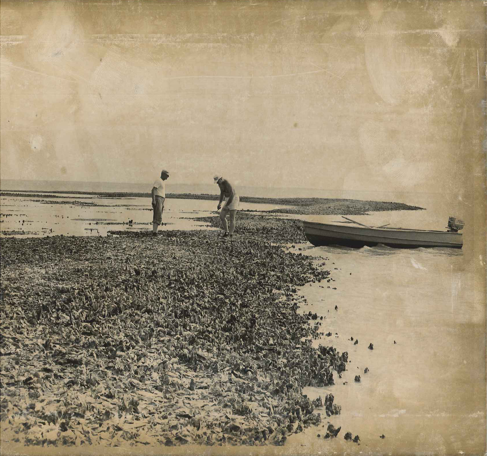 Working on an oyster reef late 1960's or early 1970's