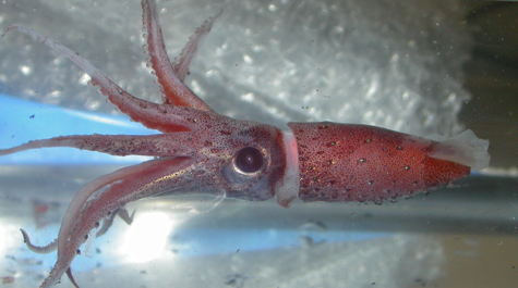 Jewel Squid