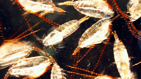 Copepods