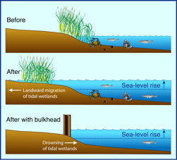 Bulkheads preclude the landward migration of tidal wetlands. Click for larger image. Drawing by Harold Burrell.