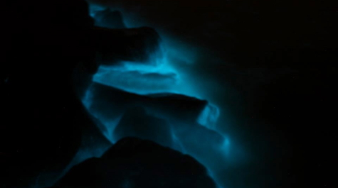 Bioluminescence