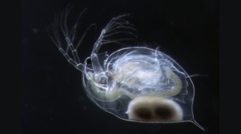 Daphnia