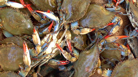 Blue Crabs