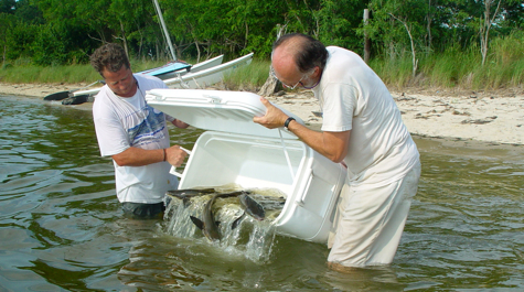 Cobia Release