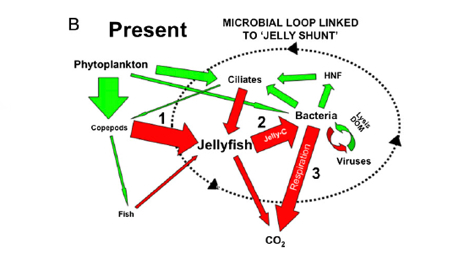 The “jelly carbon shunt”