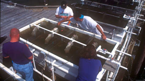 Estuarine biodiversity