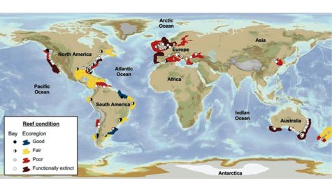 Global condition of oyster reefs