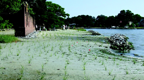 Living Shoreline: Before