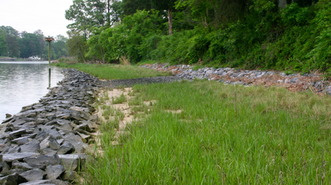 Living Shoreline