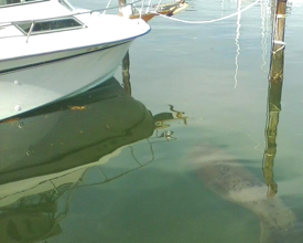 Observers estimate the manatee was 6-8 feet long. © Scott Smith/Crown Pointe Marina.