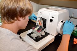 VIMS graduate student Joey Matt studies oyster reproduction in the lab. ©K. Rebenstorf.