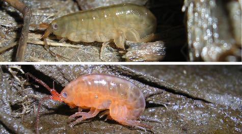 Zombie Amphipods