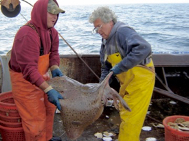 VIMS professor Bill DuPaul (R) and an unidentified scalloper handle a barndoor skate, a species whose bycatch in scallop dredges DuPaul and others have worked to reduce.