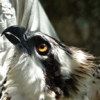 Osprey Monofilament