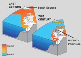 As Earth warms, the geographic range of Antarctic krill is projected to continue shrinking into shallower and more southern waters. © British Antarctic Survey. Click for pop-up.