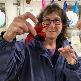 Steinberg holds a deep-sea migrating shrimp collected in a net towed behind a research vessel in the North Pacific. © Adrian Marchetti.