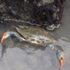 Blue Crab