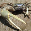 Fiddler Crab