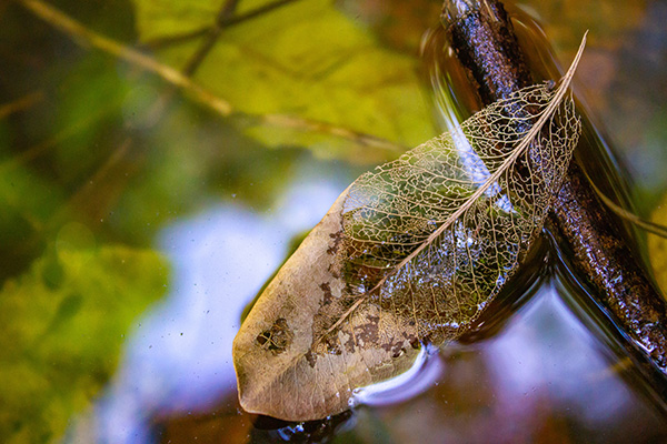 People are increasing decomposition rates in rivers and streams around the world, contributing to increased greenhouse gas emissions. Adobe Stock photo