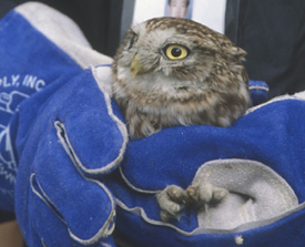 The VIMS study shows that some Chinese birds of prey, like this owl at the Beijing Raptor Rescue Center, have elevated levels of PBDEs. Photo courtesy International Fund for Animal Welfare/L. Qin.