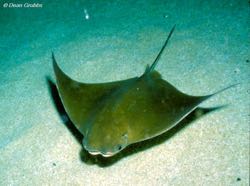 The cownose ray Rhinoptera bonasus. © D. Grubbs/FSU.