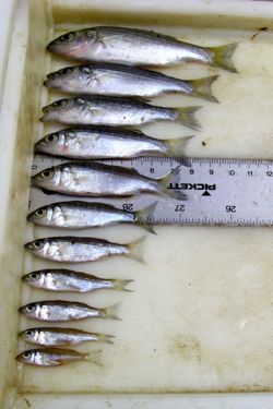 Juvenile striped bass collected in a single net haul during the 2013 Juvenile Striped Bass Seine Survey.