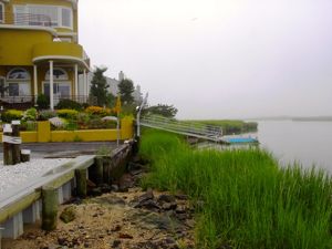 This tidal marsh has been prevented from migrating landward by a sea wall, an example of 'shoreline squeeze.'