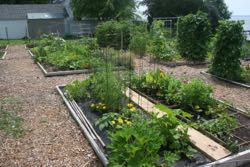 The VIMS community garden.