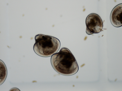 Oyster Larvae