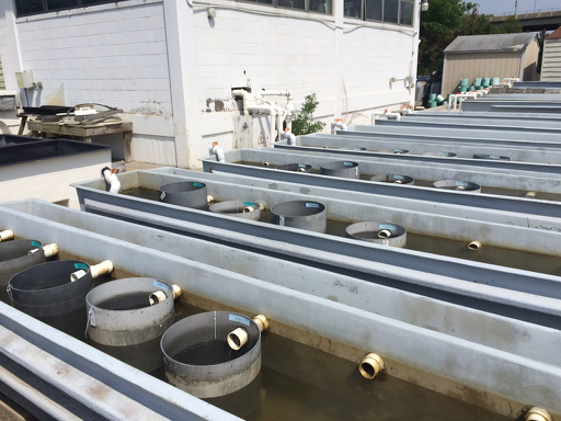 Oyster Nursery