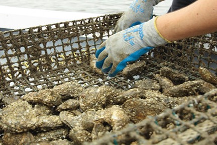 Improving Aquaculture Production