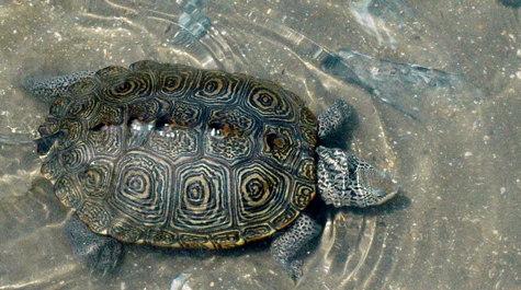 The diamondback terrapin Malaclemys terrapin. 