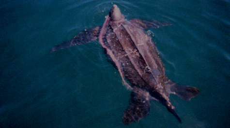 leatherback_water.jpg