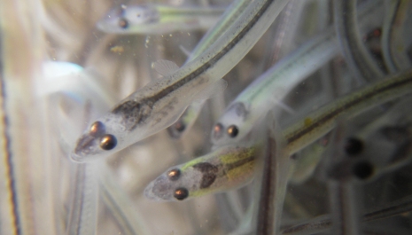 American eel 