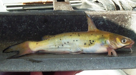 Channel catfish