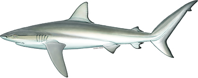 A dusky shark.