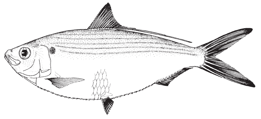 Atlantic thread herring