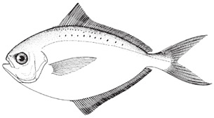 Butterfish